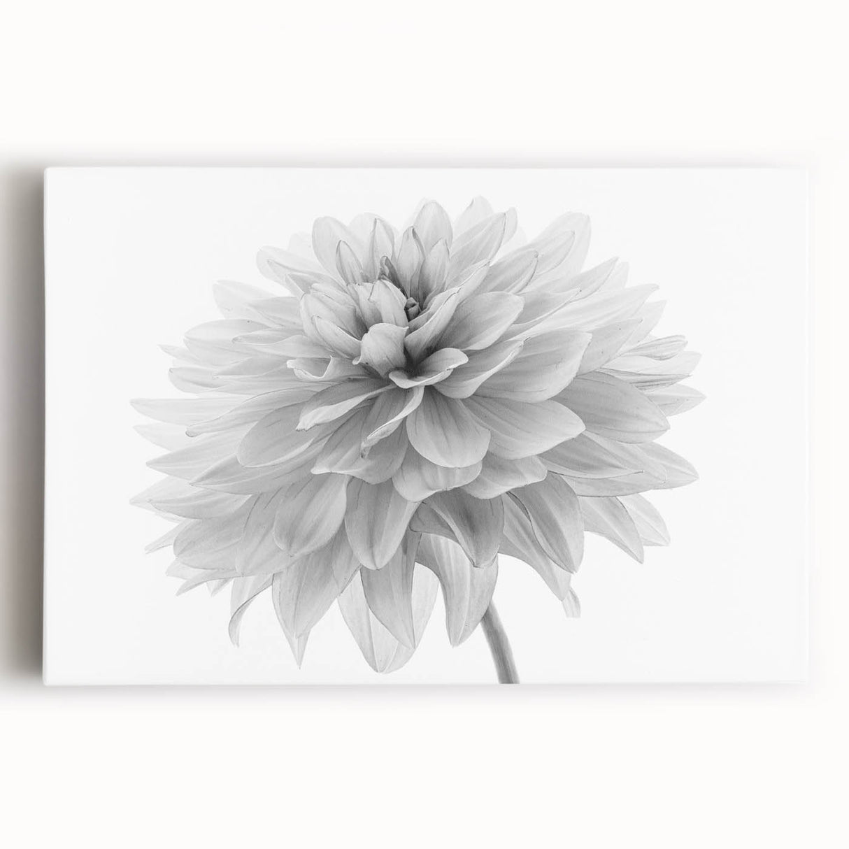 Stretched canvas wall art featuring a vibrant botanical dahlia design in shades of pink and green, perfect for adding a touch of nature to home decor.