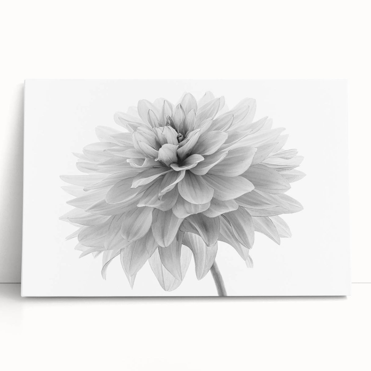Stretched canvas art showcasing a vibrant botanical dahlia design, featuring rich colors and intricate floral details, perfect for enhancing home decor with a natural touch.