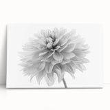 Stretched canvas art showcasing a vibrant botanical dahlia design, featuring rich colors and intricate floral details, perfect for enhancing home decor with a natural touch.