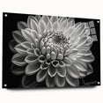 Side view of a botanical dahlia wall art collection displayed behind acrylic glass, showcasing vibrant floral designs with pins for mounting, ideal for home decor.