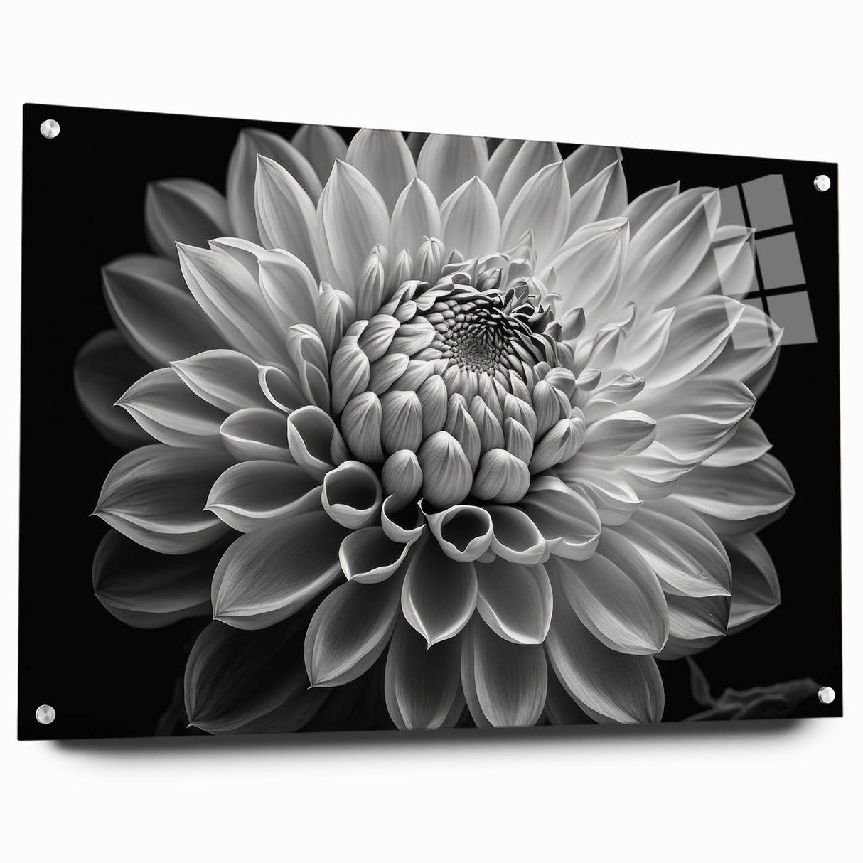 Side view of a botanical dahlia wall art collection displayed behind acrylic glass, showcasing vibrant floral designs with pins for mounting, ideal for home decor.
