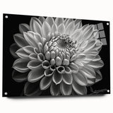 Side view of a botanical dahlia wall art collection displayed behind acrylic glass, showcasing vibrant floral designs with pins for mounting, ideal for home decor.