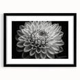 Black-framed botanical wall art featuring vibrant dahlia flowers in a contemporary design, perfect for enhancing modern home decor with a touch of elegance.