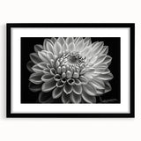 Black-framed botanical wall art featuring vibrant dahlia flowers in a contemporary design, perfect for enhancing modern home decor with a touch of elegance.