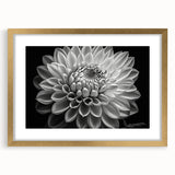Botanical dahlia wall art print in a gold frame with a mat, showcasing vibrant pink and white flowers against a soft background, perfect for home decor.