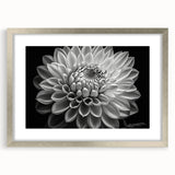 Botanical dahlia wall art collection framed with a silver border, featuring vibrant floral artwork on a white background, ideal for home decor enhancement.