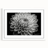Dahlia botanical wall art collection framed in white with a mat, showcasing vibrant flower illustrations, ideal for home decor enthusiasts seeking a natural aesthetic.