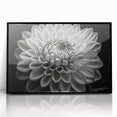Framed wall art featuring a vibrant botanical dahlia design with intricate floral details in black acrylic frame, ideal for home decor or floral enthusiasts.
