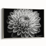 Framed botanical wall art featuring a vibrant dahlia design with intricate details, showcased in a sleek silver frame, perfect for home decor enhancement.