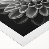 Vibrant botanical dahlia design wall art on rolled canvas, showcasing intricate floral details in rich colors, perfect for home decor or art collections.