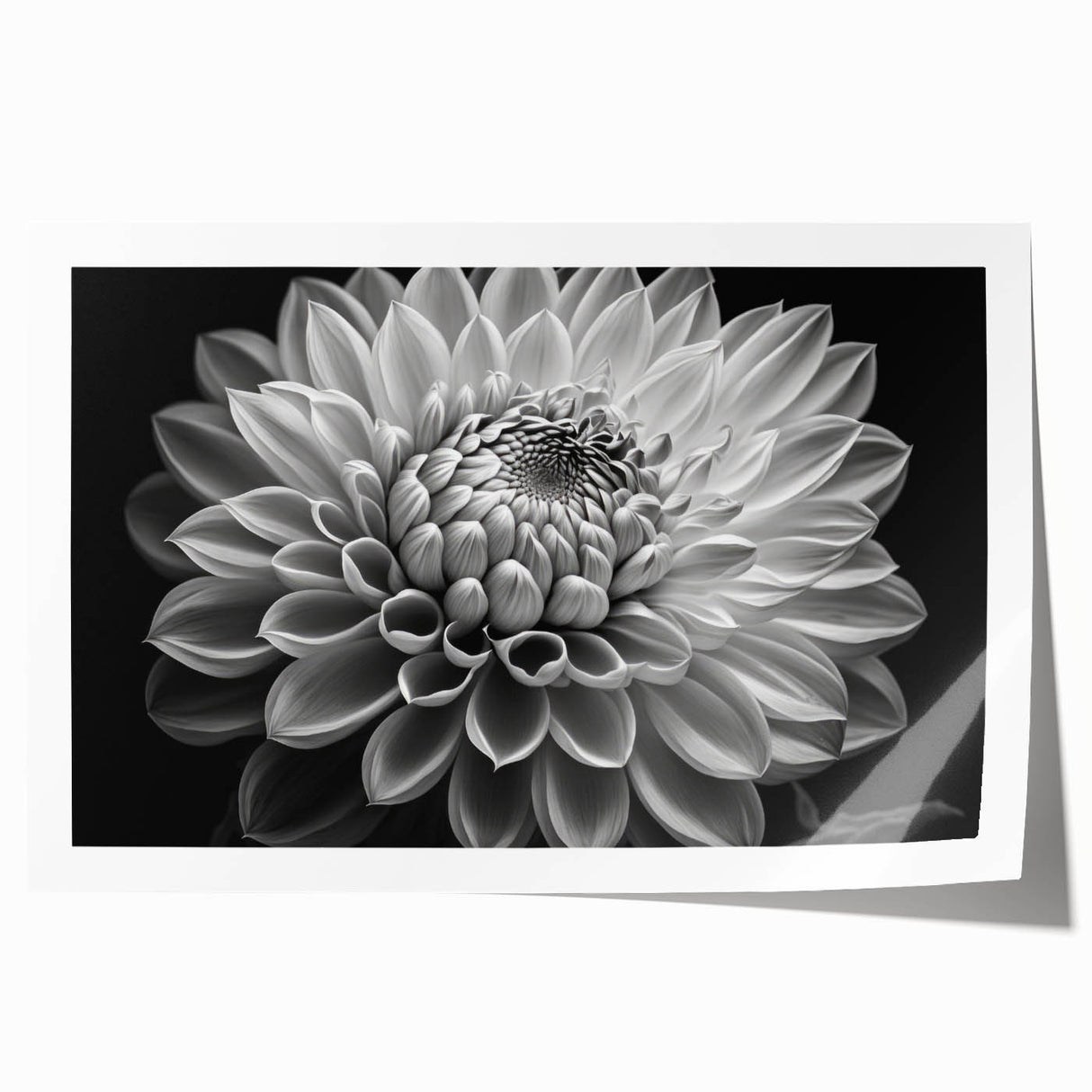 Vibrant botanical wall art print showcasing a stunning dahlia design in rich colors, rolled and ready for framing, perfect for home decor enhancement.