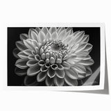 Vibrant botanical wall art print showcasing a stunning dahlia design in rich colors, rolled and ready for framing, perfect for home decor enhancement.