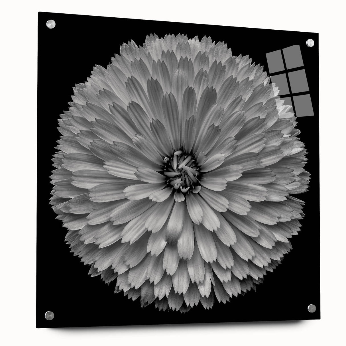 Side view of a botanical dahlia wall art collection displayed in an acrylic glass frame, highlighting vibrant floral designs and elegant pin accents for modern decor.