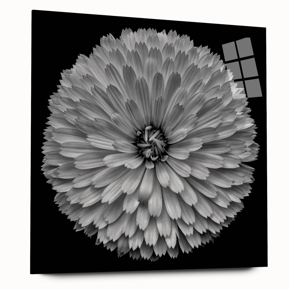 Vibrant botanical wall art collection showcasing a dahlia design, displayed in a sleek acrylic frame from a side view, emphasizing its intricate floral details and modern aesthetic.