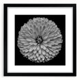 Botanical dahlia wall art collection featuring a black frame and mat, showcasing vibrant flower illustrations ideal for home decor, enhancing any living space aesthetic.
