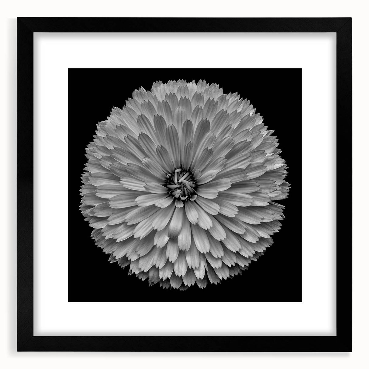 Botanical dahlia wall art collection featuring a black frame and mat, showcasing vibrant flower illustrations ideal for home decor, enhancing any living space aesthetic.