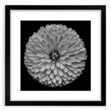 Botanical dahlia wall art collection featuring a black frame and mat, showcasing vibrant flower illustrations ideal for home decor, enhancing any living space aesthetic.