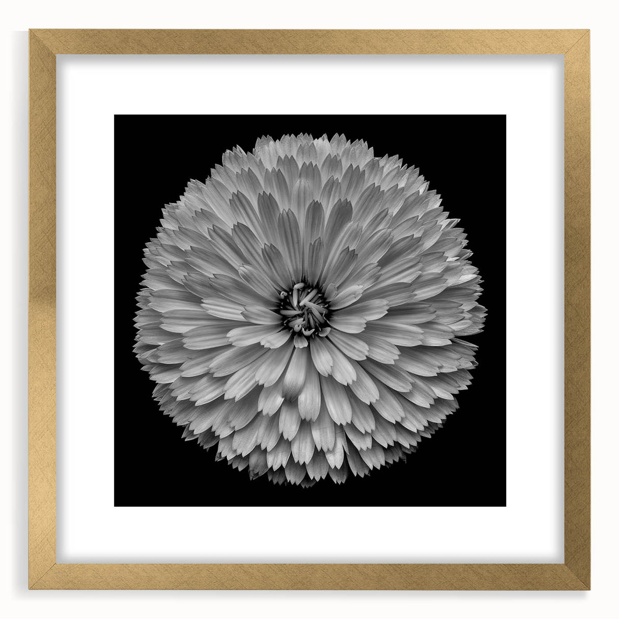Elegant botanical dahlia wall art design in a gold frame with mat, showcasing intricate floral patterns. Perfect for enhancing home decor with a touch of sophistication and nature-inspired beauty.