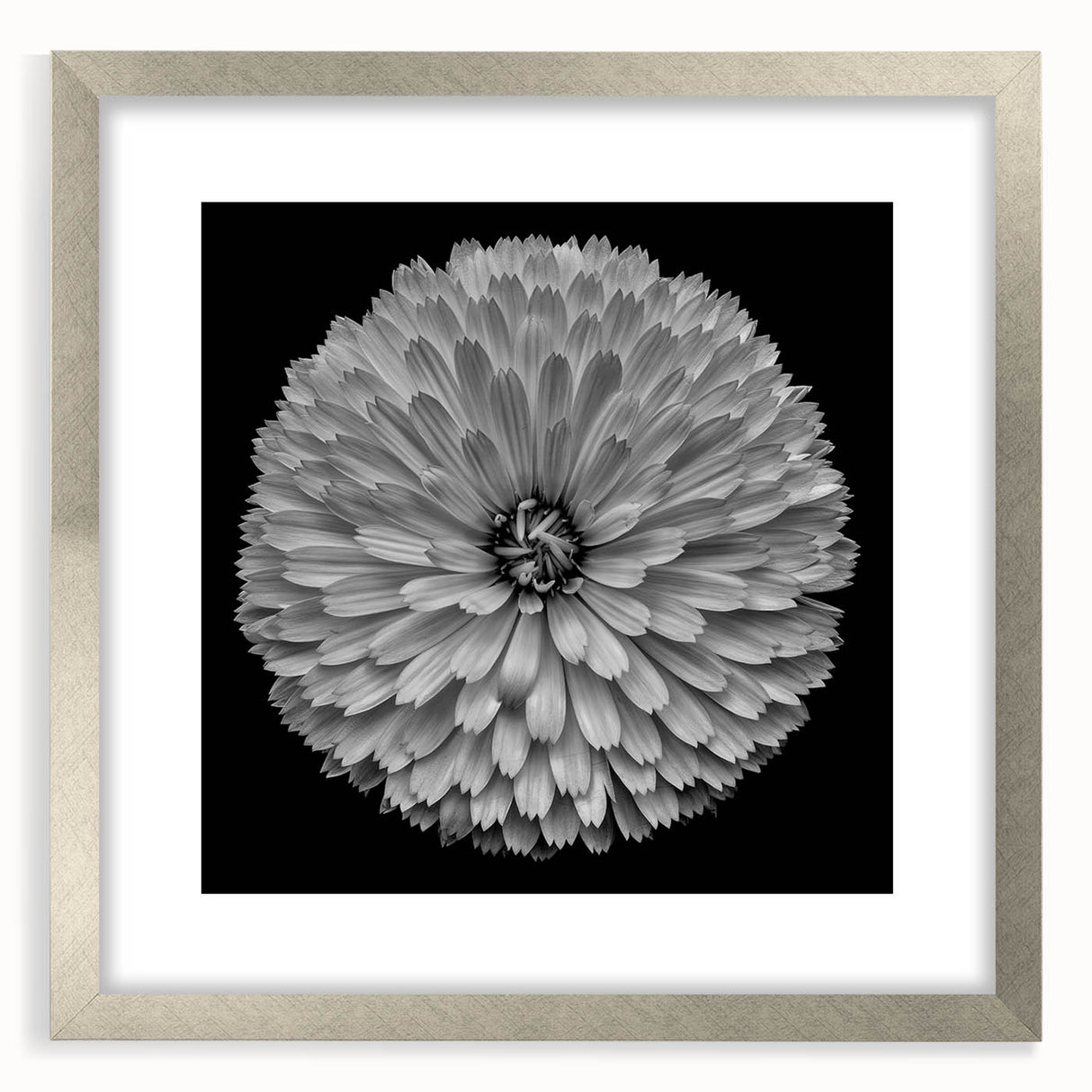 Elegant botanical wall art featuring a detailed dahlia design in a silver frame with a mat, perfect for enhancing home decor with floral aesthetics.