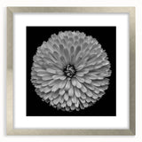 Elegant botanical wall art featuring a detailed dahlia design in a silver frame with a mat, perfect for enhancing home decor with floral aesthetics.
