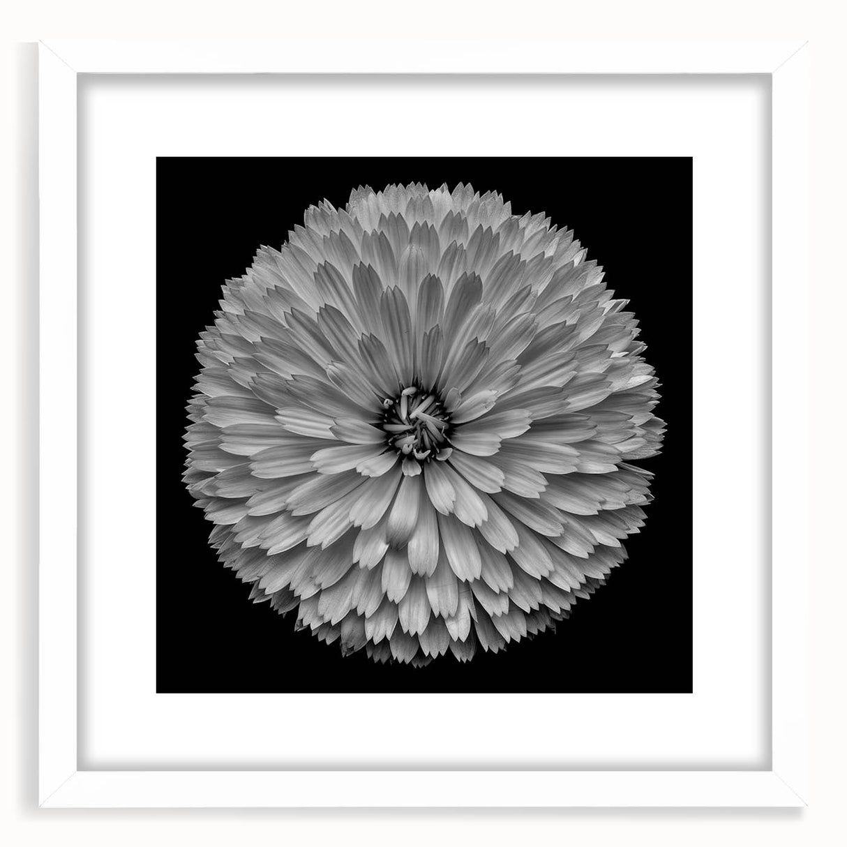 Framed botanical wall art featuring a stunning dahlia design in soft pastel colors, set in a white mat and frame, perfect for home decor and floral enthusiasts.
