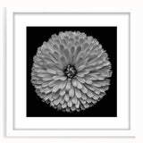 Framed botanical wall art featuring a stunning dahlia design in soft pastel colors, set in a white mat and frame, perfect for home decor and floral enthusiasts.