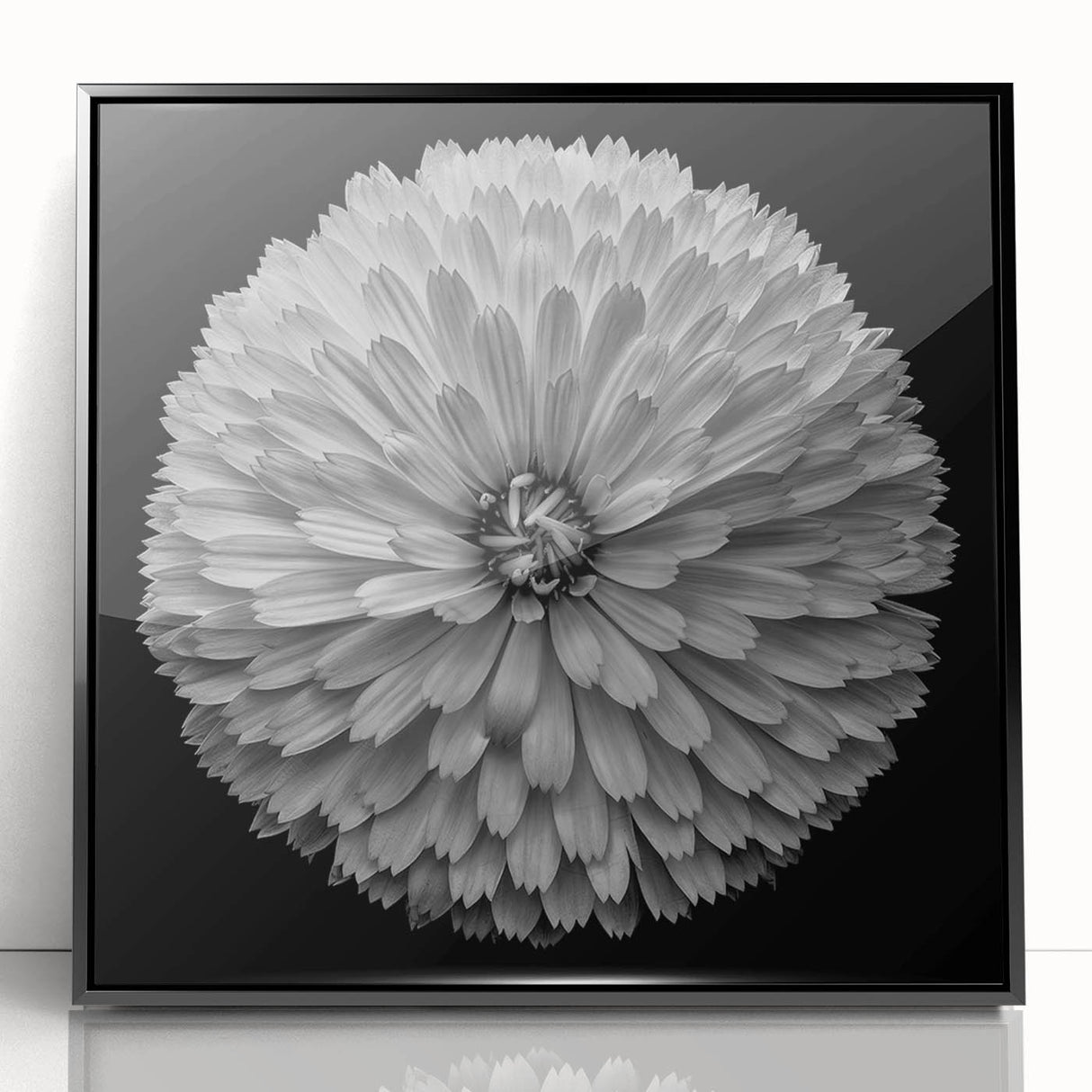 Framed wall art featuring a botanical dahlia design in vibrant colors, set in a sleek black frame, perfect for home decor or office styling. Ideal for flower enthusiasts and nature lovers.