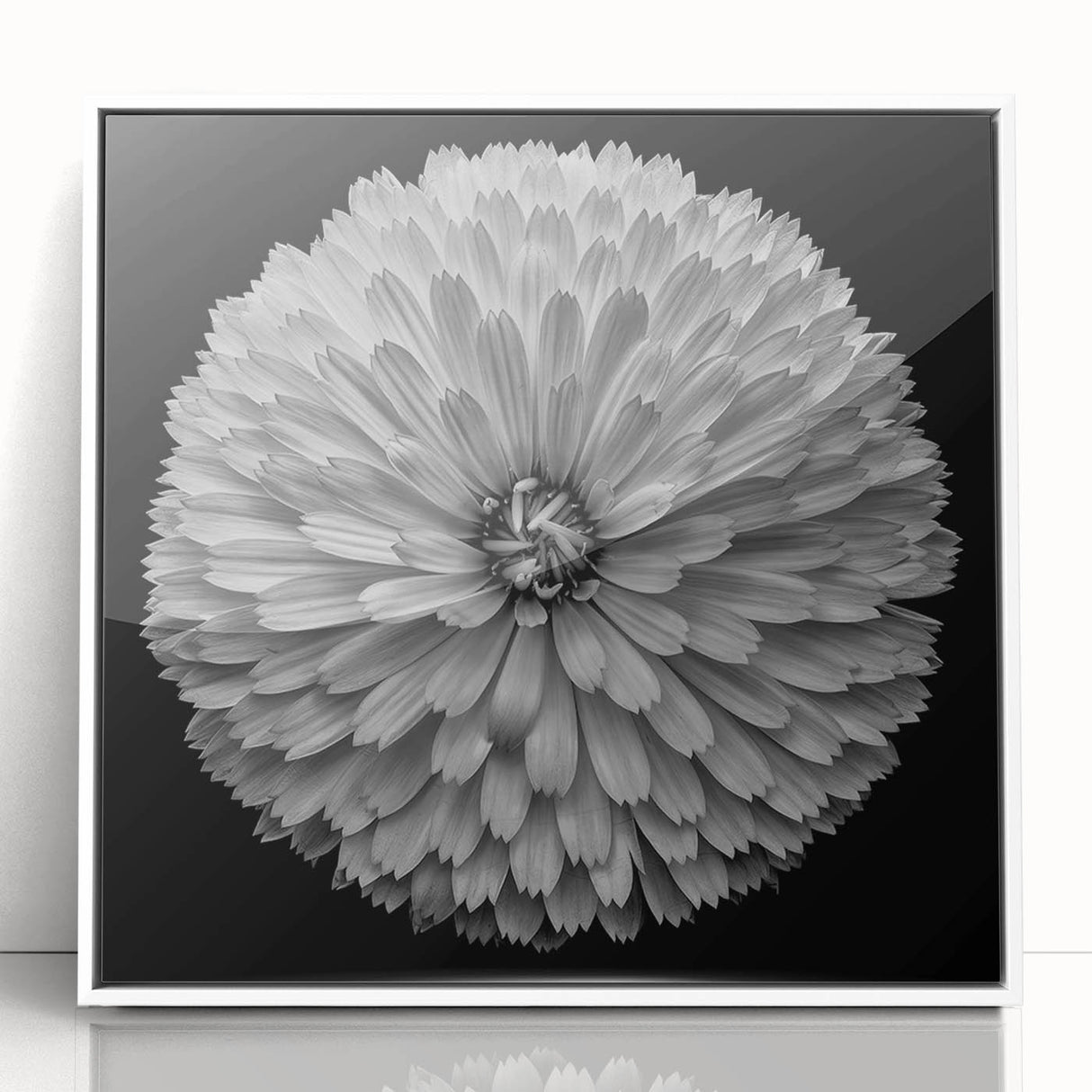 Framed botanical wall art featuring a vibrant dahlia design in acrylic, showcasing intricate floral details and a sleek white frame, ideal for home decor enhancement.
