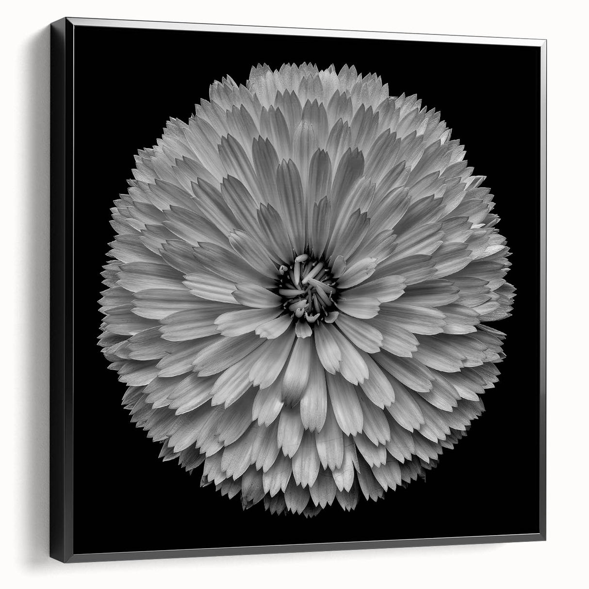 Framed canvas wall art featuring a vibrant botanical dahlia design in rich colors, showcased from the side with a sleek black frame, perfect for home decor.
