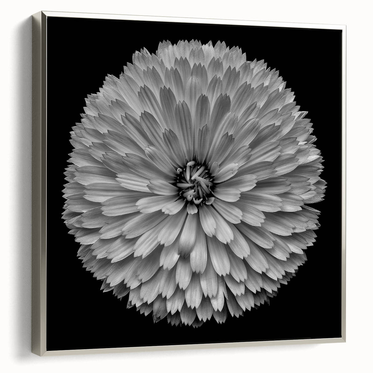 Framed canvas wall art showcasing a botanical dahlia design in vibrant colors, elegantly displayed with a silver frame, perfect for home decor enhancement.