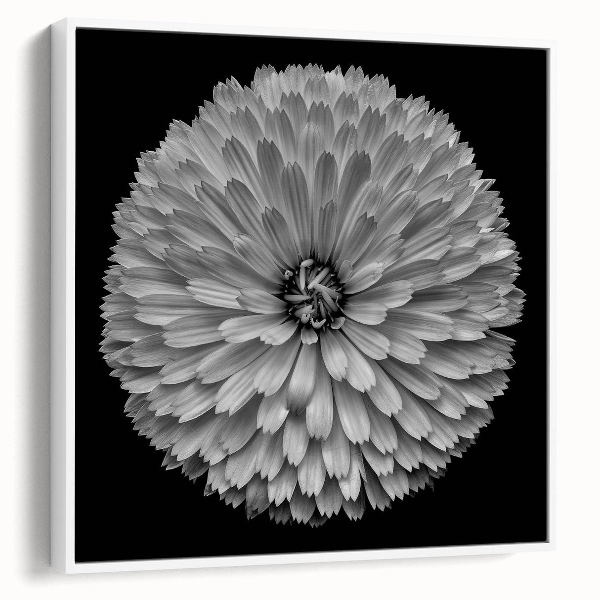 Framed botanical dahlia wall art design showcasing vibrant pink and white flowers against a minimalist white background, ideal for home decor enhancement.