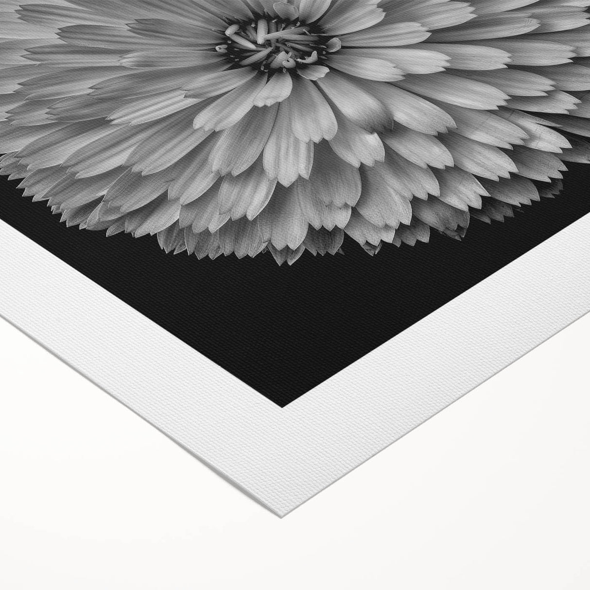 Vibrant botanical wall art featuring a dahlia design on rolled canvas, showcasing rich colors and intricate details, perfect for home decor enhancement.