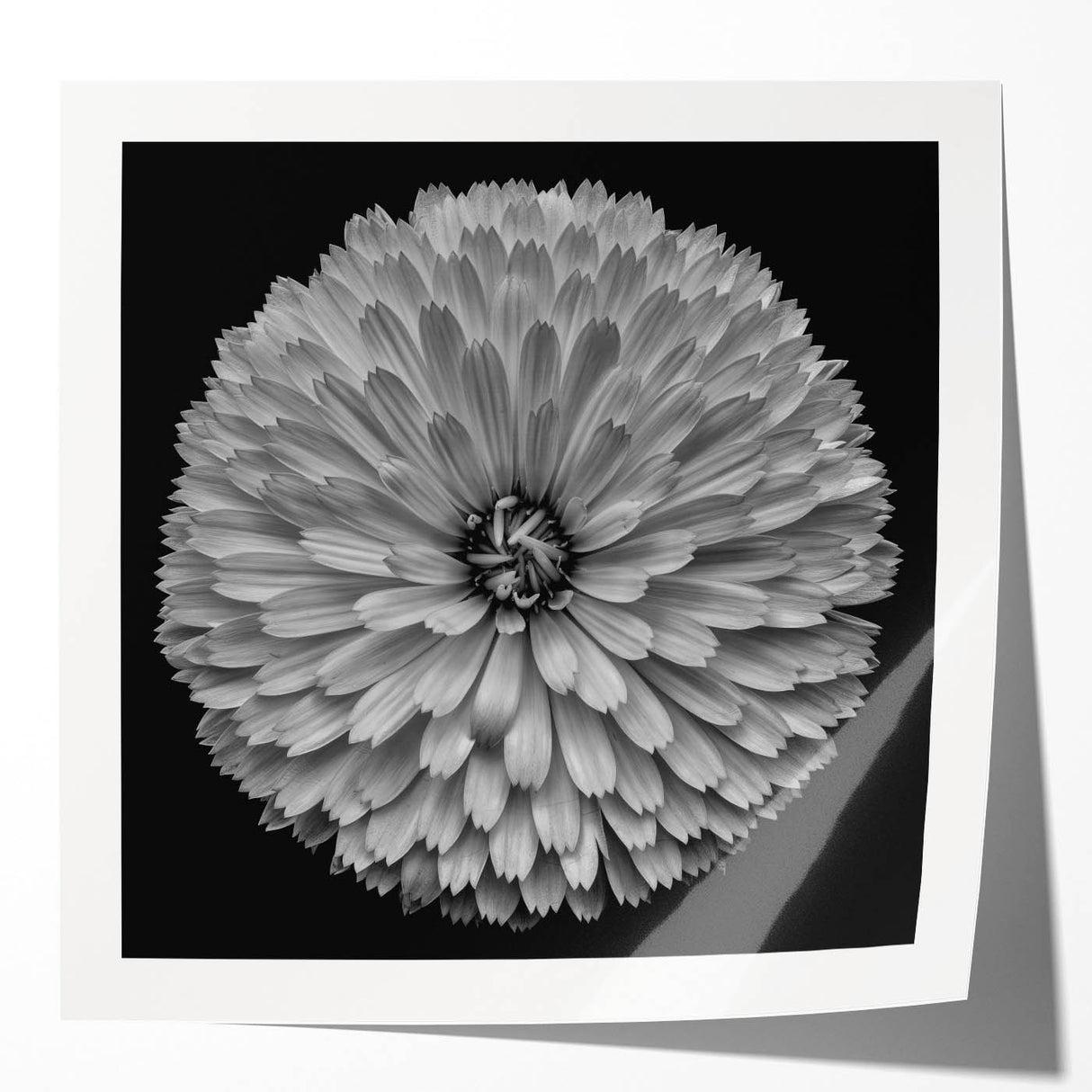 Vibrant botanical dahlia wall art print featuring a colorful floral design on a rolled canvas, ideal for home decor, showcasing intricate petal details and rich hues.