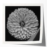 Vibrant botanical dahlia wall art print featuring a colorful floral design on a rolled canvas, ideal for home decor, showcasing intricate petal details and rich hues.