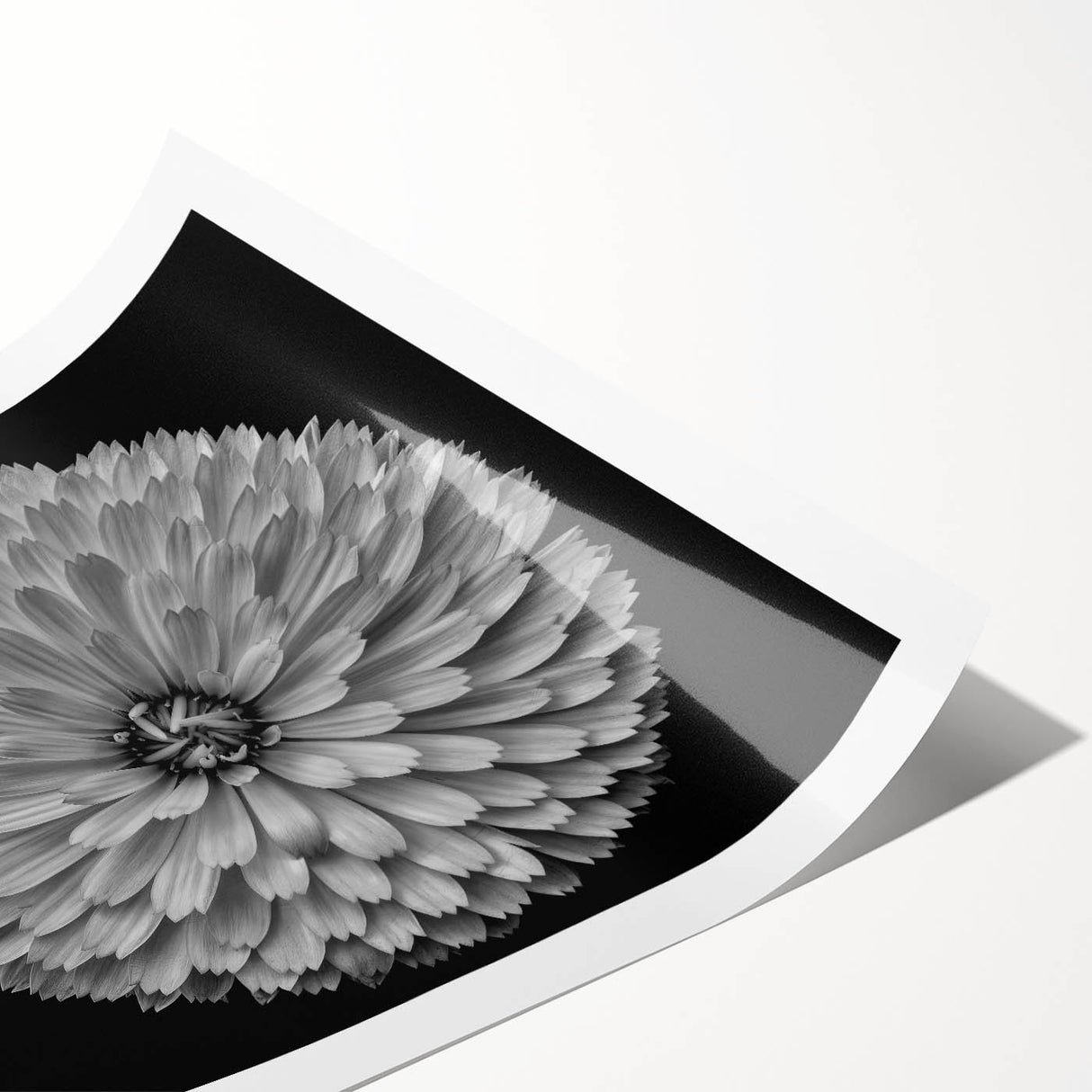 Botanical wall art featuring a vibrant dahlia design in rich colors, ideal for home decor. The rolled print showcases intricate details and floral elegance, perfect for enhancing any space.