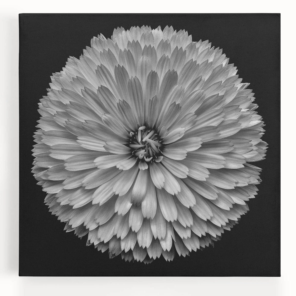 Stretched canvas wall art featuring a vibrant botanical dahlia design in rich colors, perfect for home decor or art enthusiasts, showcasing intricate floral details.
