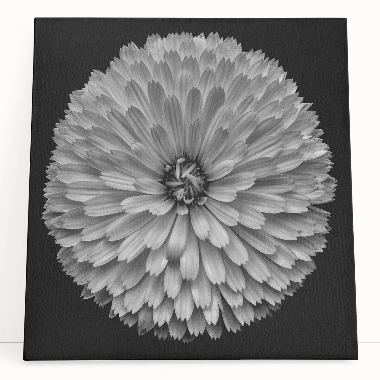Vibrant dahlia flower canvas wall art showcasing intricate botanical details and rich colors, perfect for enhancing home decor with a touch of nature.