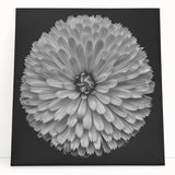Vibrant dahlia flower canvas wall art showcasing intricate botanical details and rich colors, perfect for enhancing home decor with a touch of nature.