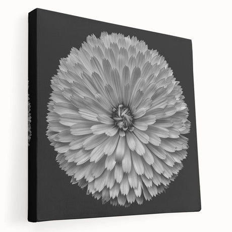 Stretched canvas wall art featuring a botanical dahlia design, showcasing vibrant colors and intricate floral details, ideal for enhancing home decor and aesthetics.