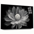 Botanical dahlia wall art collection displayed in acrylic glass, showcasing vibrant colors and intricate floral designs, perfect for home decor.