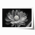 Botanical dahlia wall art print showcasing vibrant colors and intricate floral designs, rolled and ready for framing to enhance home décor. Perfect for nature lovers.