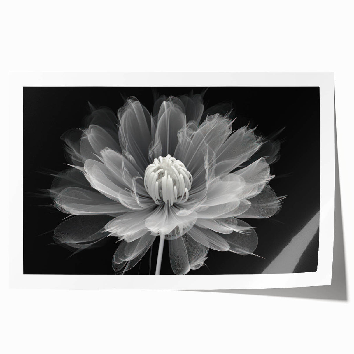 Botanical dahlia wall art print showcasing vibrant colors and intricate floral designs, rolled and ready for framing to enhance home décor. Perfect for nature lovers.