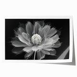 Botanical dahlia wall art print showcasing vibrant colors and intricate floral designs, rolled and ready for framing to enhance home décor. Perfect for nature lovers.