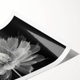 Botanical dahlia design wall art print featuring vibrant pink and yellow flowers against a soft white background, rolled and ready for framing or display.