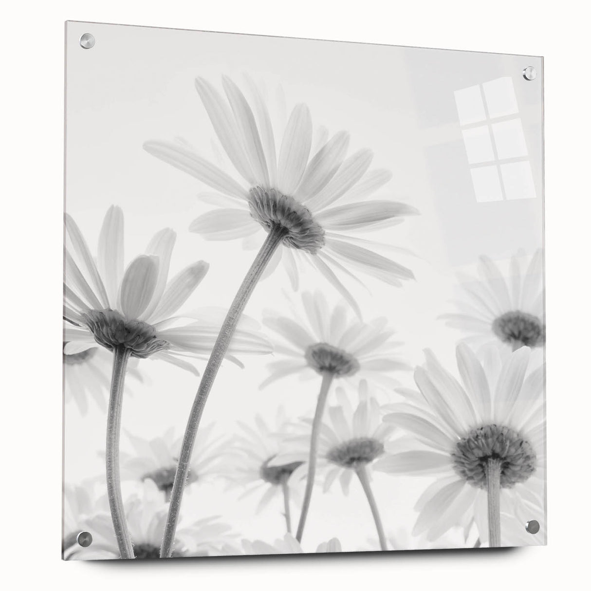 Acrylic wall art featuring a vibrant botanical daisy design, showcasing colorful flowers against a clear background. Ideal for home decor or office spaces.