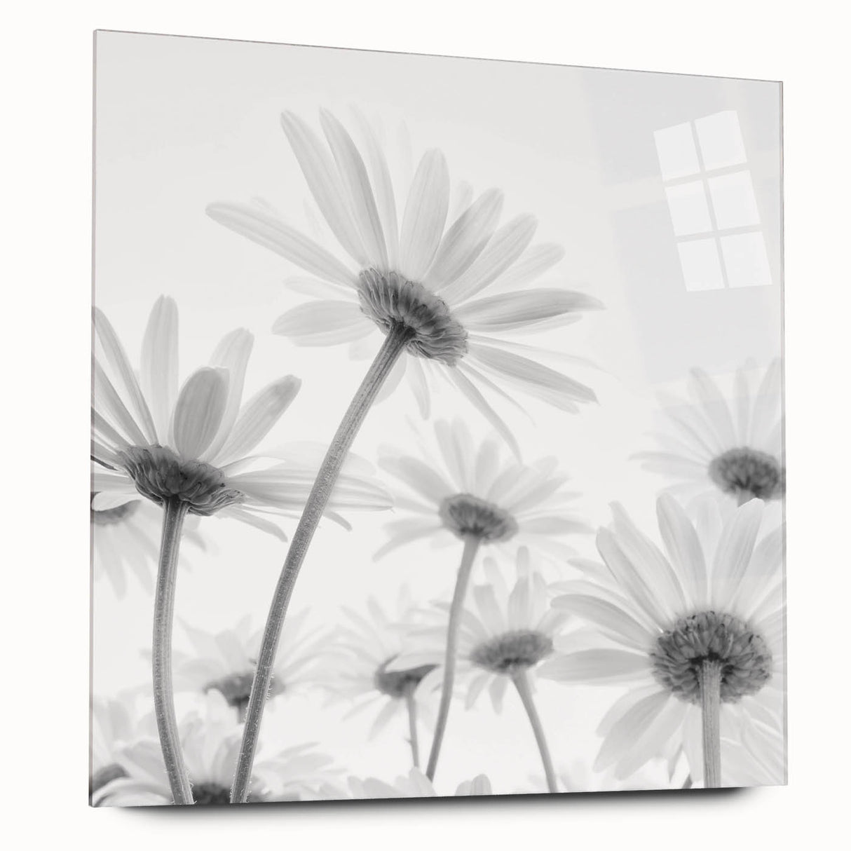 Acrylic glass wall art displaying a vibrant botanical daisy design, showcasing detailed floral patterns with bright colors, ideal for home decor enhancement.