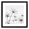 Botanical wall art featuring a delicate daisy design in a black frame with a mat, showcasing intricate floral details perfect for modern home decor.
