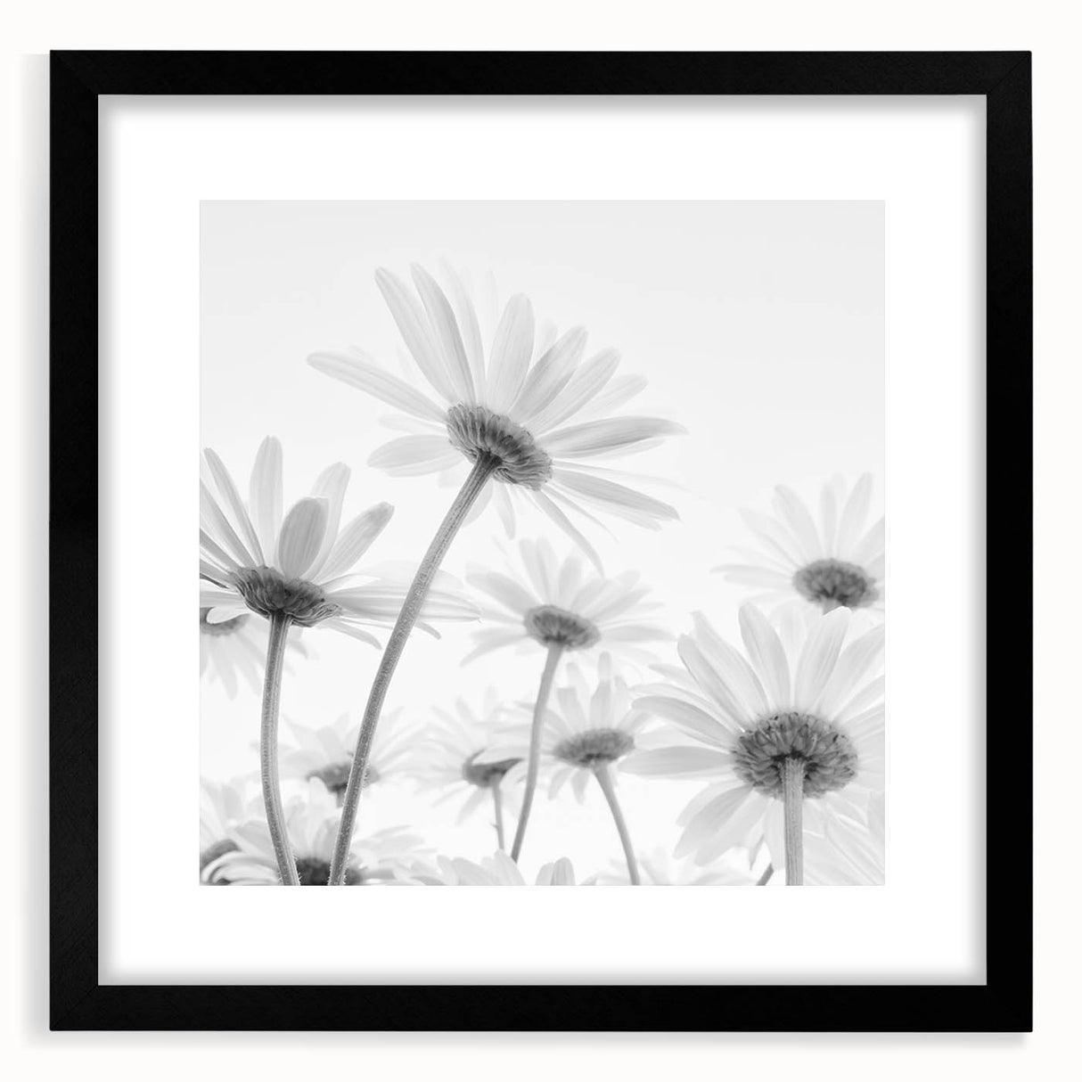 Botanical wall art featuring a delicate daisy design in a black frame with a mat, showcasing intricate floral details perfect for modern home decor.