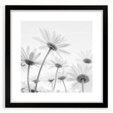 Botanical wall art featuring a delicate daisy design in a black frame with a mat, showcasing intricate floral details perfect for modern home decor.