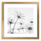 Botanical daisy wall art framed in gold with a mat, showcasing delicate floral details and vibrant colors, perfect for enhancing home decor.